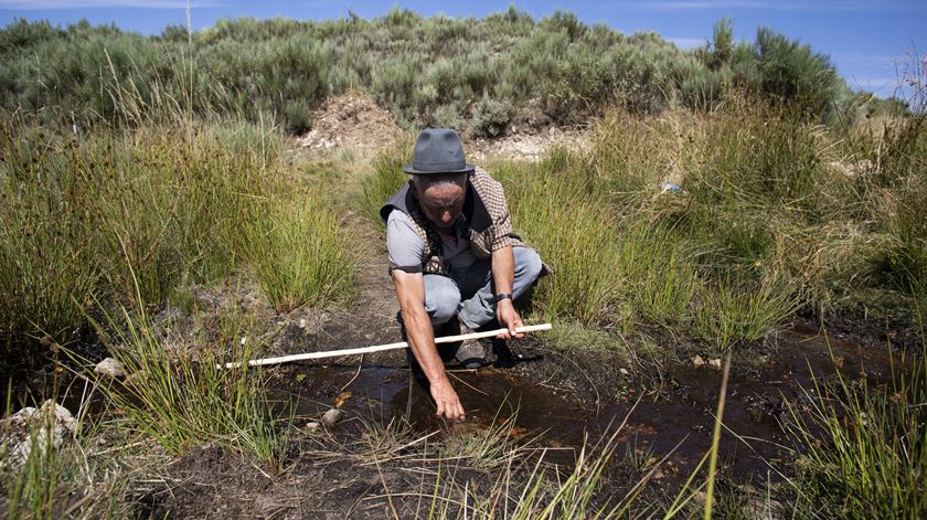 Único pastor transumante de Gouveia guarda 500 ovelhas no verão na serra da Estrela. Foto: Miguel Pereira Da Silva/Lusa