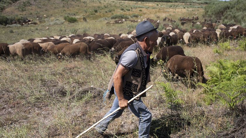 Único pastor transumante de Gouveia guarda 500 ovelhas no verão na serra da Estrela