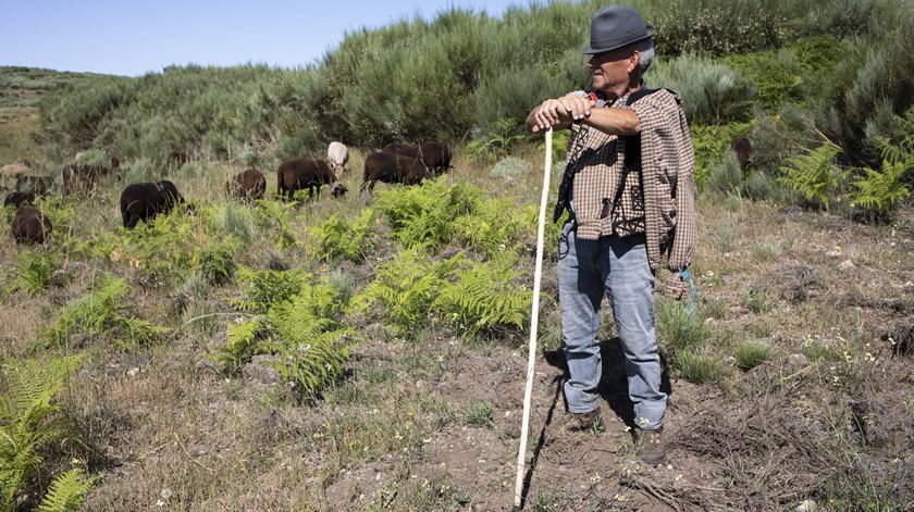 Único pastor transumante de Gouveia guarda 500 ovelhas no verão na serra da Estrela. Foto: Miguel Pereira Da Silva/Lusa
