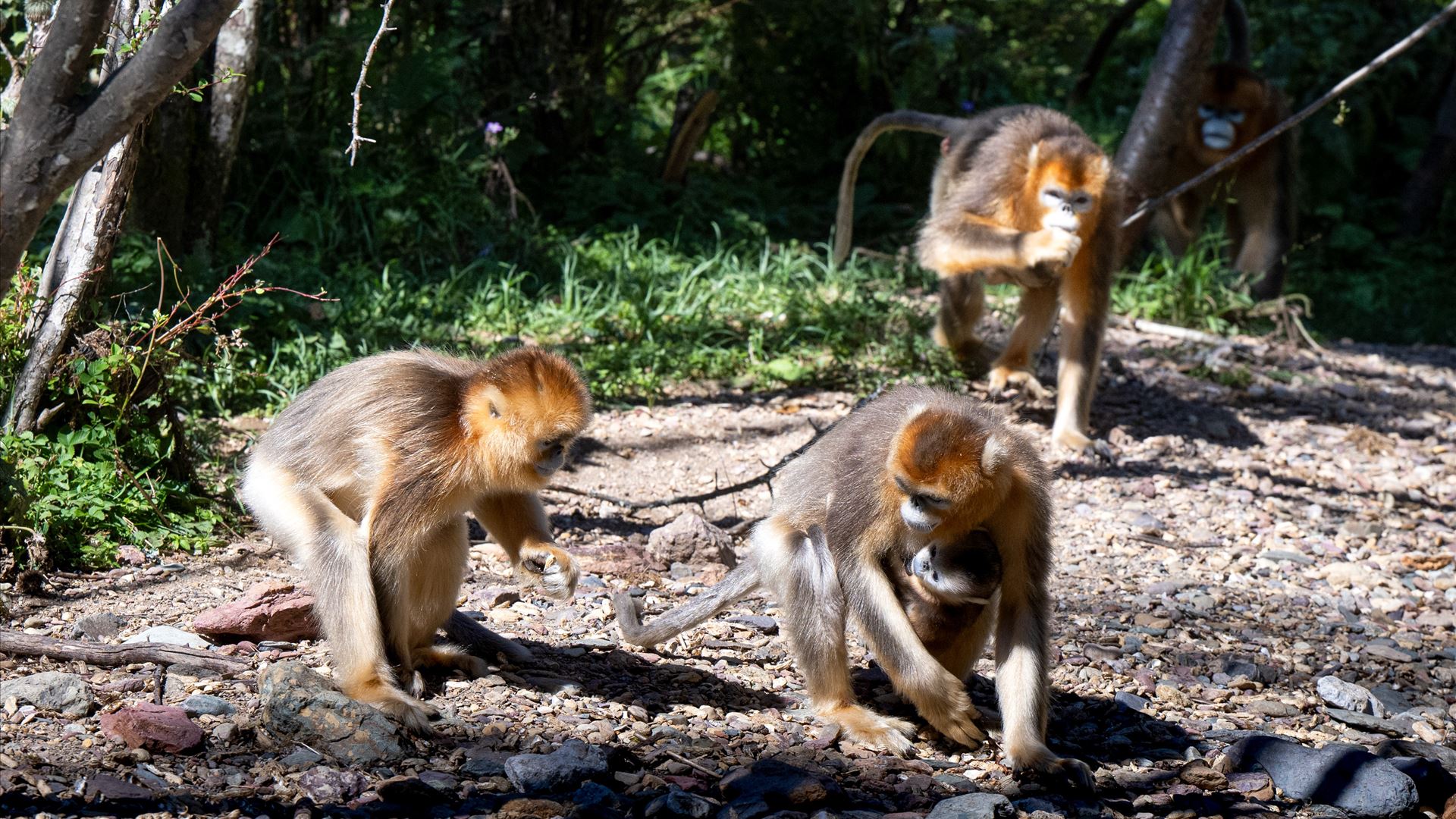 Cria de macaco-dourado nasce pela primeira vez fora do seu continente de origem
