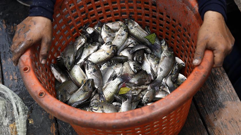 Pesca de arrasto reduz a absorção de CO2 pelos oceanos