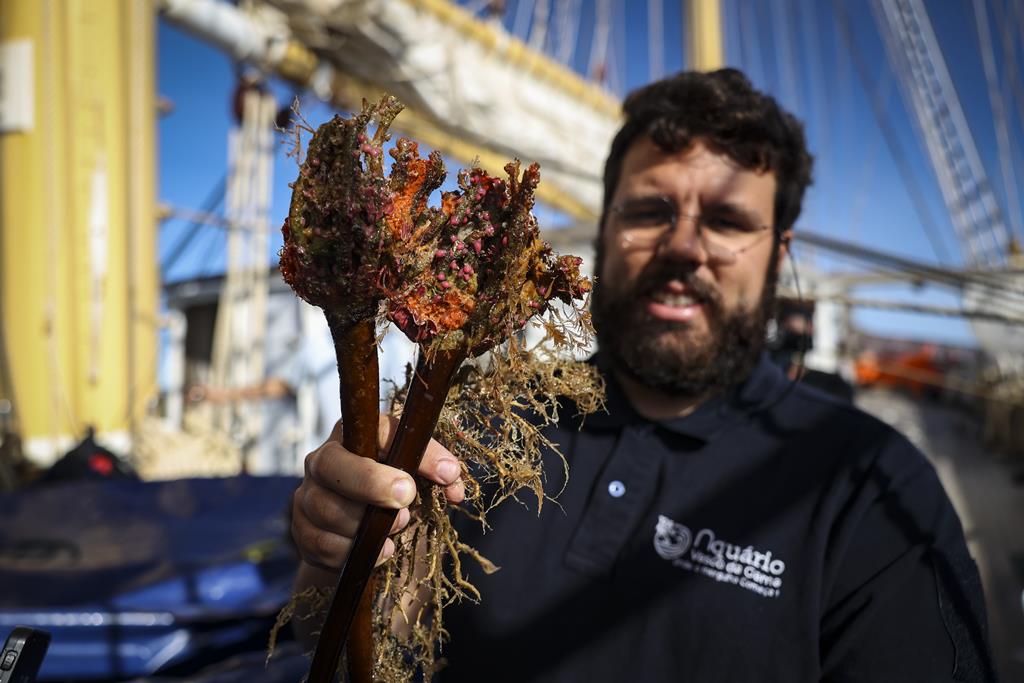 Investigadores procuram novas espécies em Gorringe