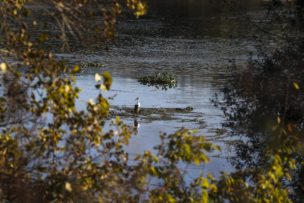 Encontrado corpo de mulher de 80 anos no rio Mondego na Figueira da Foz - Renascença