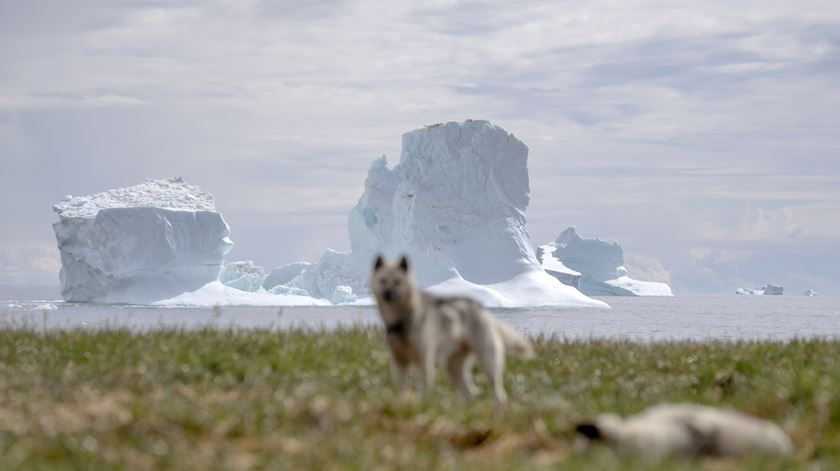 Cão de trenós descansa com icebergue ao fundo perto de Qeqertarsuaq, na Gronelândia. Foto: Ida Marie Odgaard/EPA