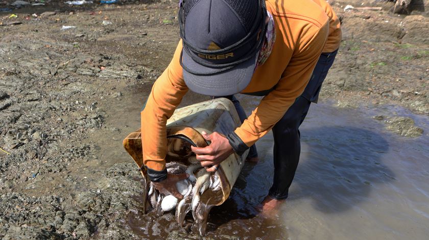 Governo reforça fiscalização ao período de paragem da pesca do polvo