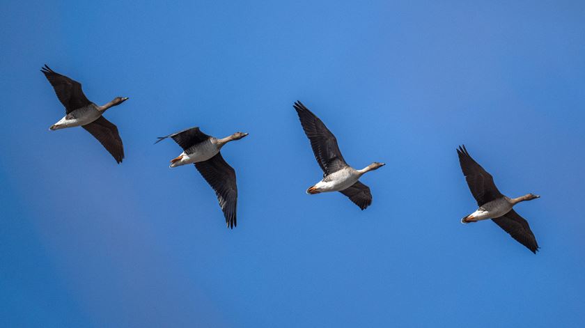 Mais de 500 espécies de aves em risco de extinção nos próximos 100 anos