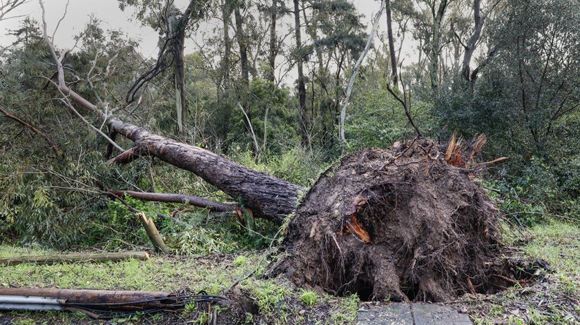 Vento forte provoca desabamentos de estruturas e quedas de árvores em Campo Maior
