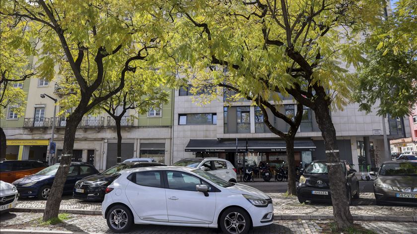 Câmara de Lisboa reavalia abate de jacarandás