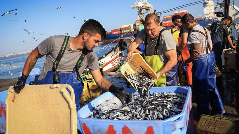 "Um enorme sucesso". No Atlântico, entre Portugal e a Noruega, pesca sustentável abrange 75% dos stocks