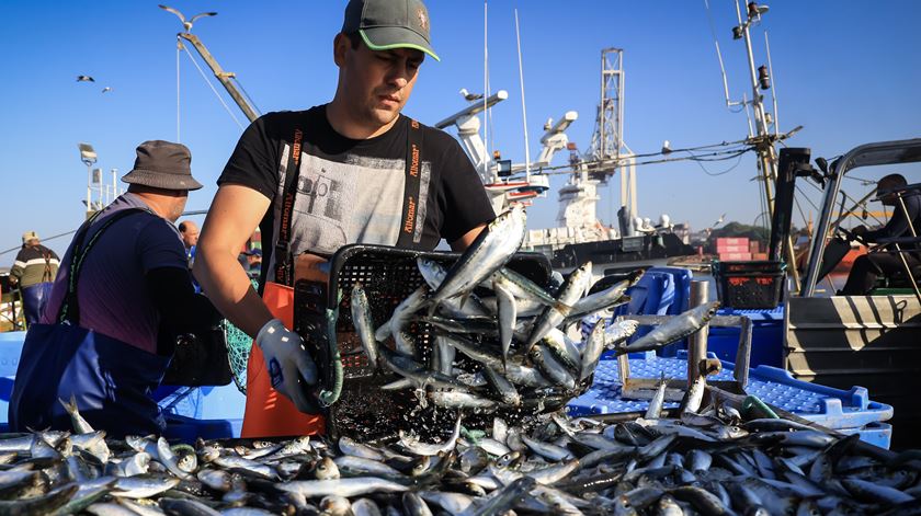 Portugal vai pescar menos carapau, solha e linguado em 2026. Governo considera acordo europeu "positivo"