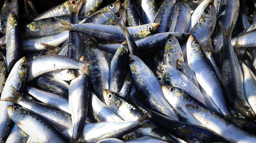 Pesca da sardinha reabre esta segunda-feira após cinco meses de interdição