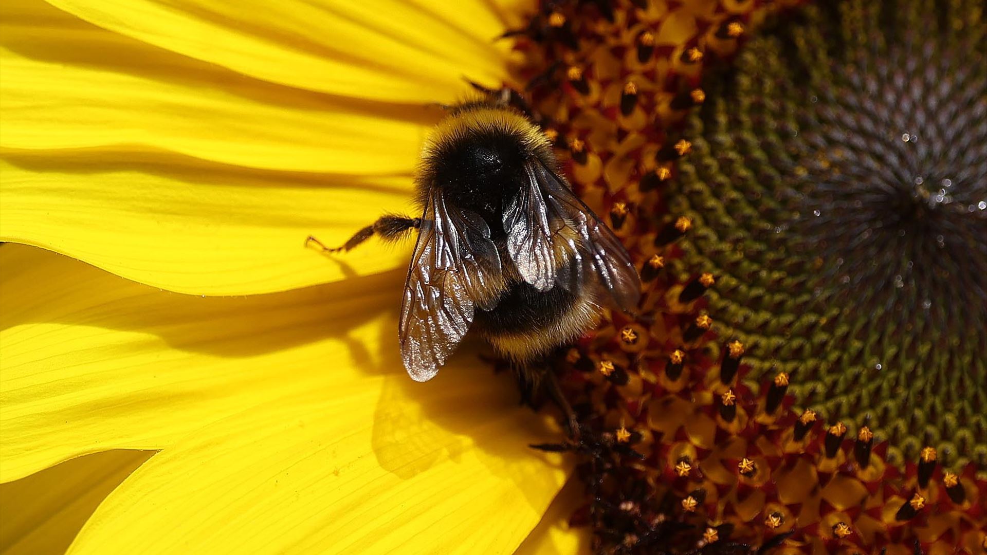 Organização ambientalista lança nova edição de 