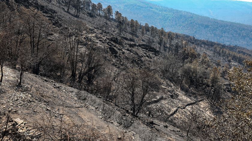 Câmara da Lousã critica fogo tático que consumiu quase 10% da área ardida