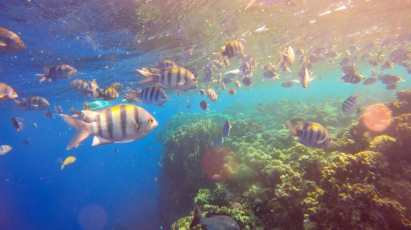 Pradarias marinhas com apoios até um milhão de euros no Fundo Ambiental