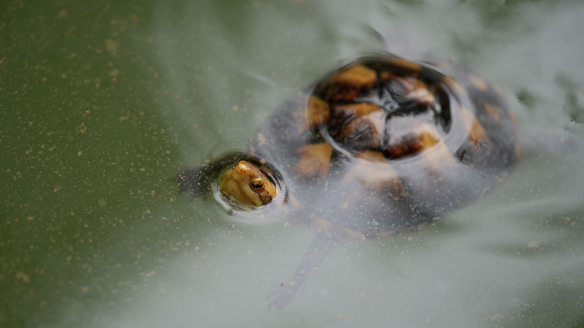 Sabia que as tartarugas juvenis mergulham mais fundo à medida que crescem?