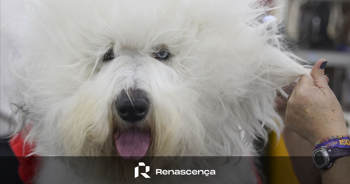 Portugal fails to retain veterinarians: 80% of young professionals have considered emigrating