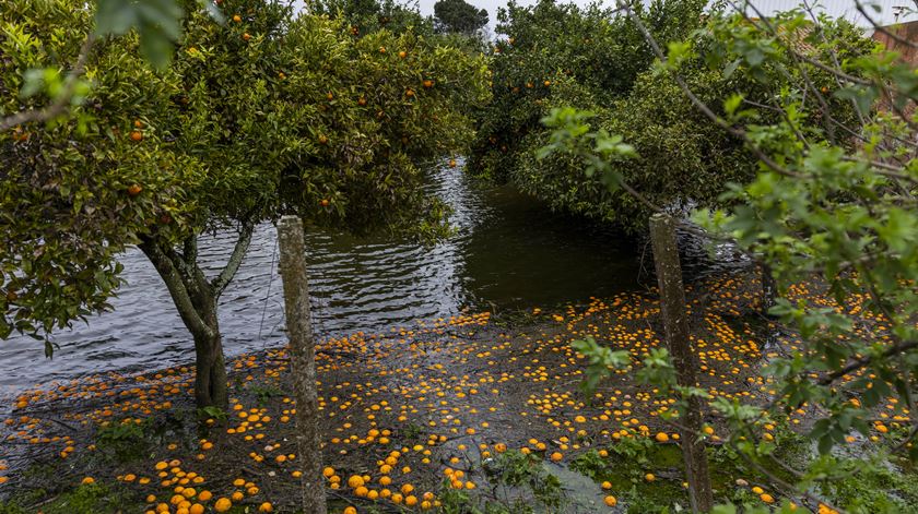 Mau tempo. Prejuízos no setor agrícola rondam os 500 milhões de euros