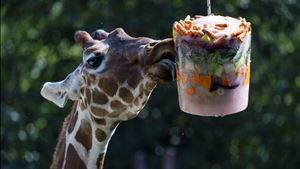 Faça como a girafa: tome um refresco e veja as fotos da semana