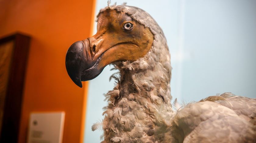 Humanos são responsáveis pela extinção de mais de 1.400 espécies de aves