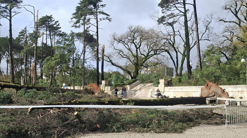 Vento forte provoca queda de dezenas de árvores no Santuário de Fátima. Foto: Santuário de Fátima