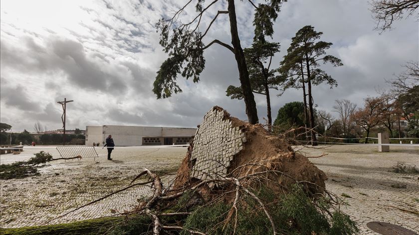 Vento forte provoca queda de dezenas de árvores no Santuário de Fátima. Foto: Santuário de Fátima