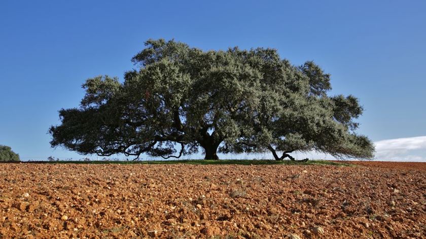 Foto: União da Floresta Mediterrânica