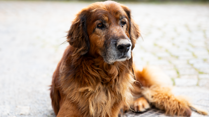 União Europeia atualiza regras para circulação de animais de estimação