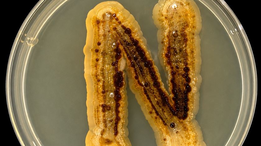 A espécie de fungo Banningia arbuti. Foto: Universidade do Minho