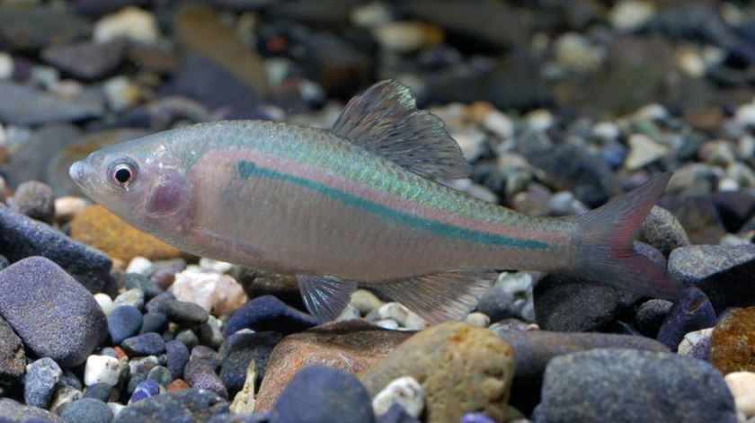 Acheilognathus cyanostigma, espécie de peixe ameaçada. Foto: IUCN