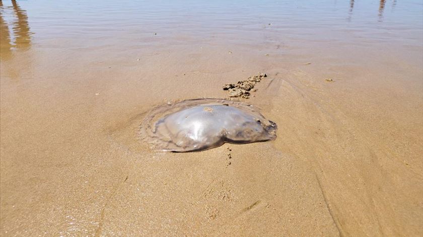 Meia centena de banhistas picados por alforrecas no Algarve. Capitania emite aviso
