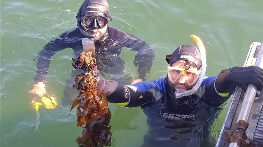 Sabia que alga usada no sushi ameaça a biodiversidade no Norte de Portugal?