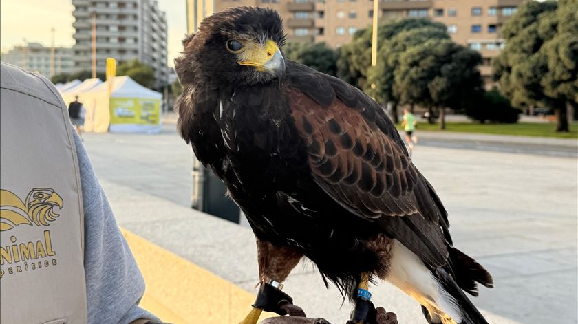 Águias afastam gaivotas na praia de Matosinhos para combater poluição da água