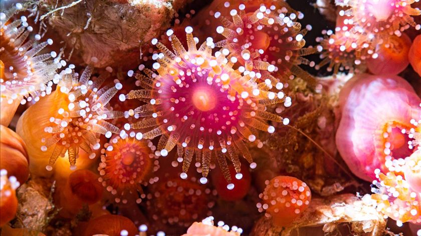 Medusas e anémonas-do-mar têm padrões de sono semelhantes aos humanos