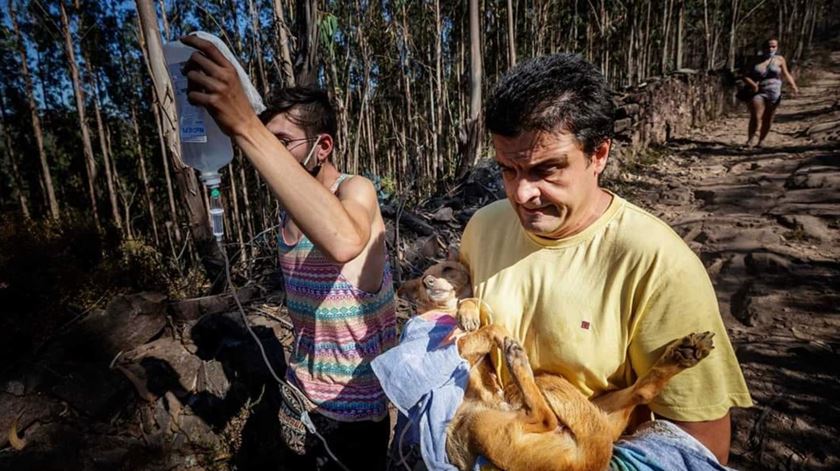 Animais a serem resgatados do incendio Santo Tirso. Foto: Página @pelosanimaisdesantotirso/Facebook