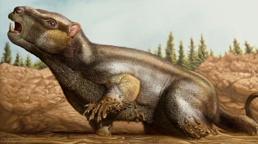 Nova espécie de mamífero jurássico descoberta em Torres Vedras