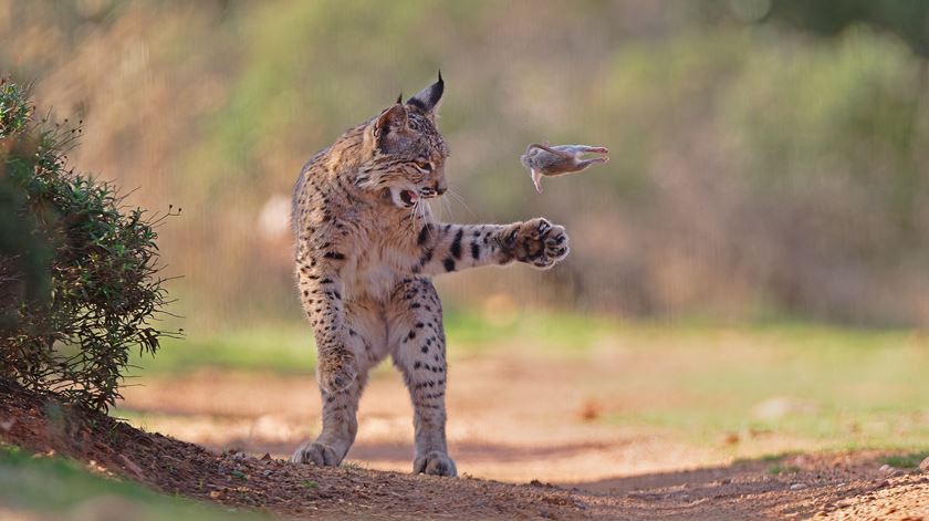 "Decisões precipitadas" podem colocar lince-ibérico em risco
