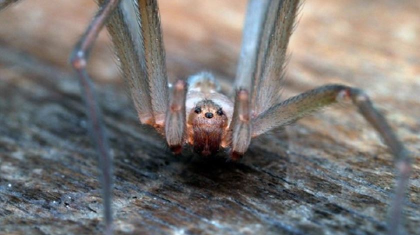 Descoberta nova espécie de aranha venenosa em Portugal Descoberta nova espécie de aranha venenosa em Portugal