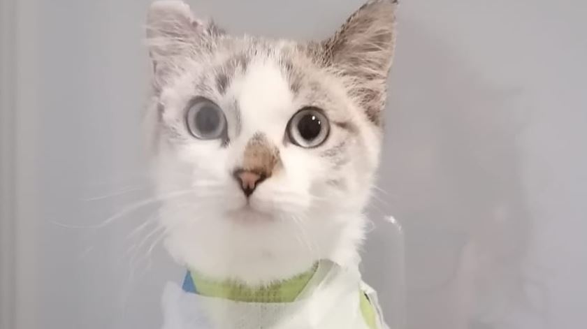 Mulher condenada por não tratar gata que filha meteu no forno