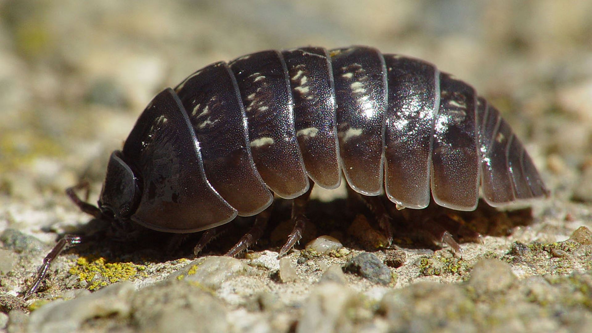 Nova espécie de Bicho-de-Conta descoberta por bióloga portuguesa