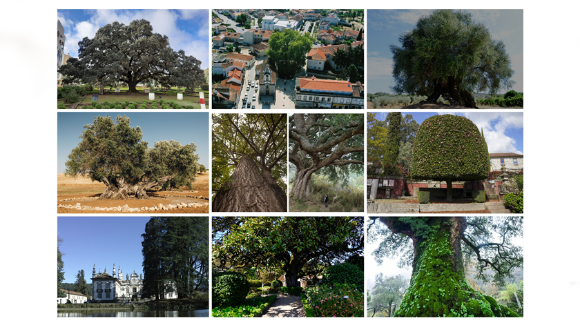 Votação para Árvore do Ano 2024 já arrancou