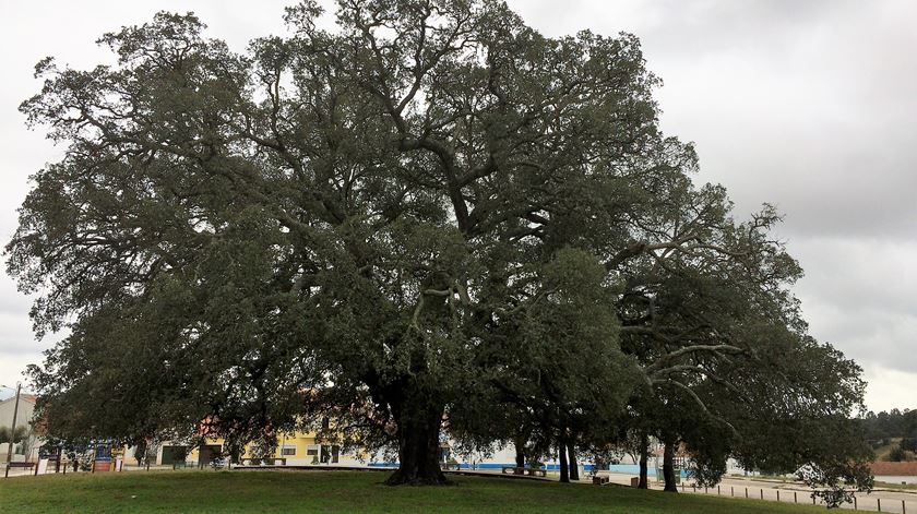 Sobreiro Assobiador tem 234 anos e correr agora para se tornar "Árvore do Ano 2018". Foto: Rosário Silva/ RR