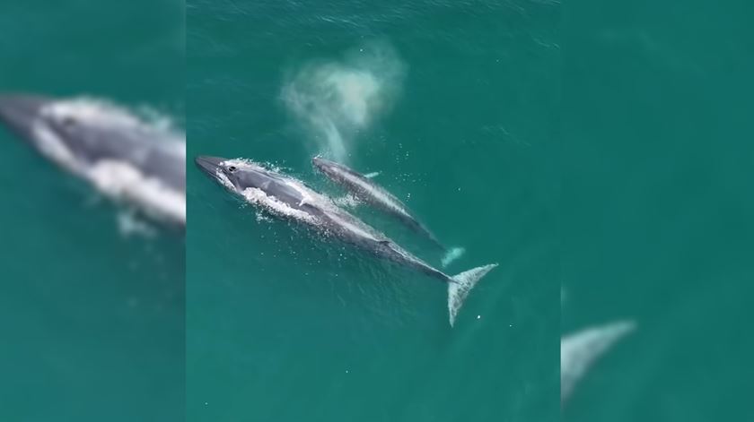 Duas baleias de bryde avistadas na Costa da Caparica