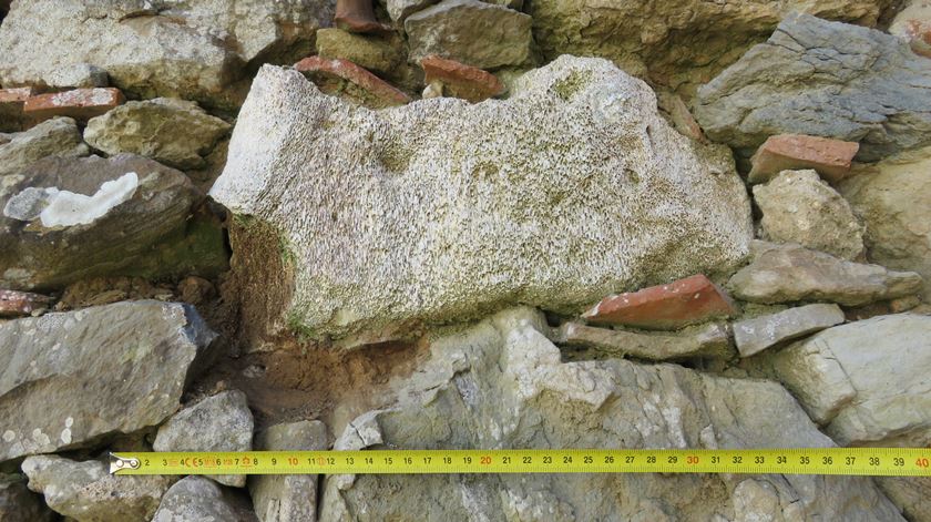 Osso de baleia encontrado em Peniche será transformado num modelo digital