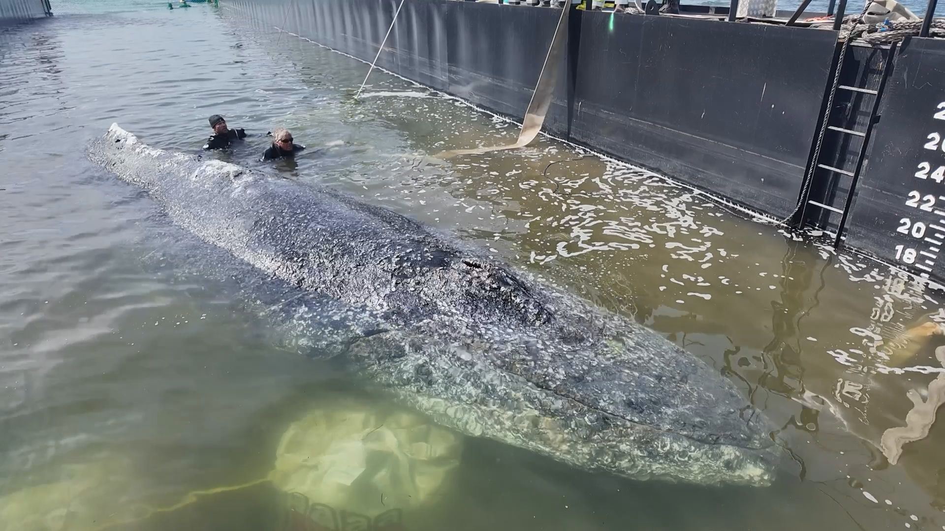 De volta a casa. Baleia-jubarte Timmy regressa ao oceano após estar um mês encalhada