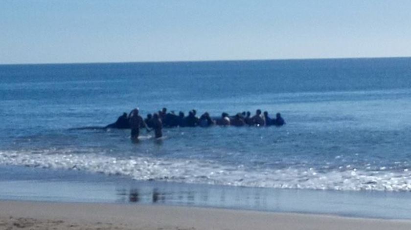 Cerca de 20 pessoas estiveram envolvidas nos esforços para devolver a baleia ao mar. Foto: Elisa Nobre