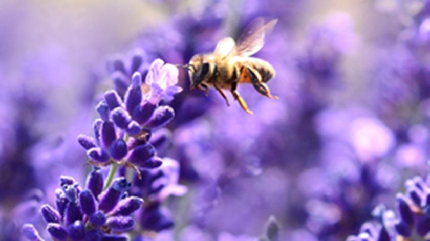 Cimeira sobre biodiversidade termina sem acordo sobre formas de financiamento