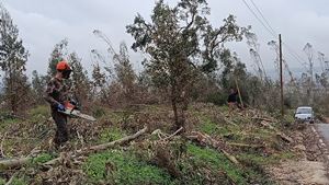 Governo cria linha de crédito até 2,5 milhões para limpeza florestal após tempestade Kristin