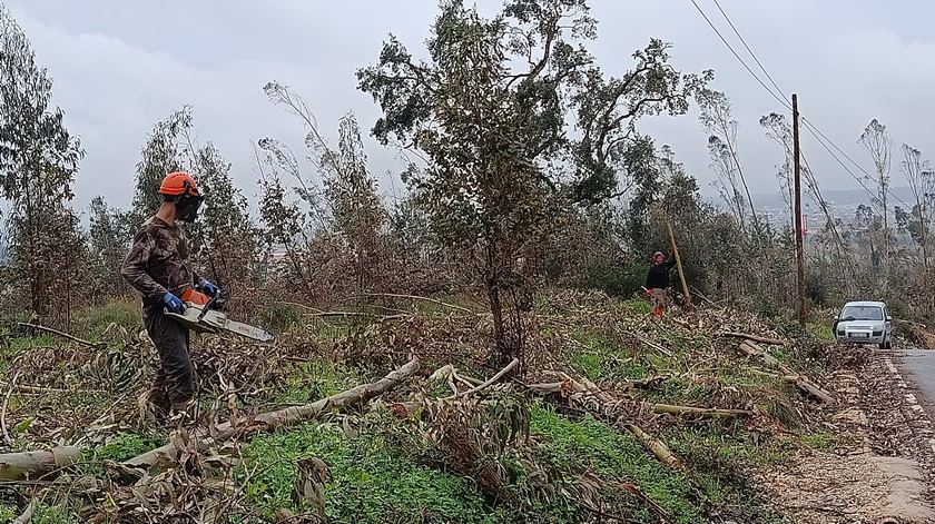 Limpar um hectare de floresta custa até 1.500 euros. “40 milhões não são suficientes” Limpar um hectare de floresta custa até 1.500 euros. “40 milhões não são suficientes”