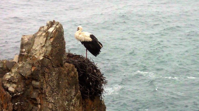 Cabo Sardão. Foto: Rosário Silva/RR