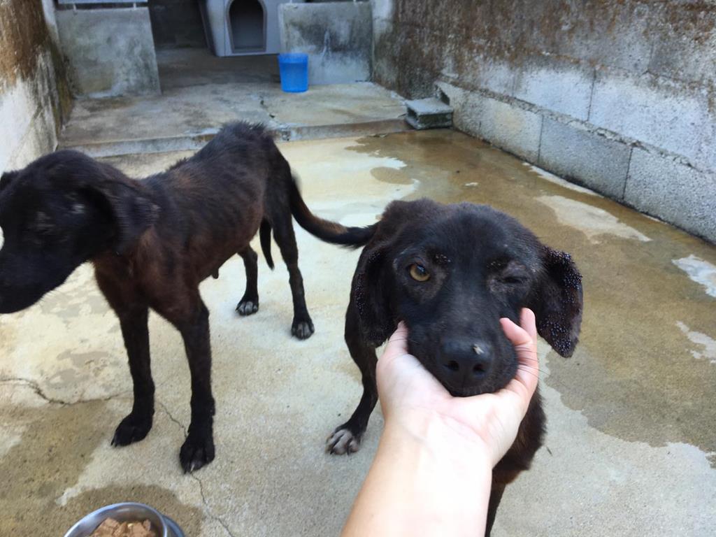 Cães resgatados no incêndio na Agrela, Santo Tirso. Foto: Associação dos amigos dos animais de Santo Tirso/Facebook Cães resgatados no incêndio na Agrela, Santo Tirso. Foto: Associação dos amigos dos animais de Santo Tirso/Facebook